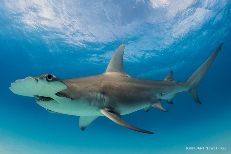 The bright Bahamas sunshine combined with a fast shutter-speedon the D800 enabled me to get a super clear image of this magnificent animal around 6-metres in length.