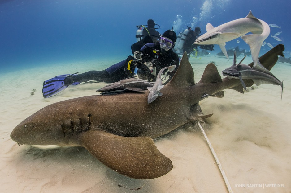 Marauding nurse sharks complete with escorting remoras tried to get in on the act and steal the bait we had laid. The rope was anchored in the seabed to help us keep station in the persistent current.