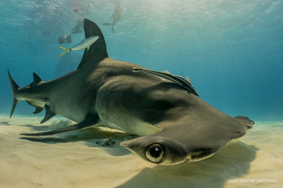 By partly burying my camera housing in the soft sand, I could get an unususually low angle that made the most of the steep perspective provided by the close viewpoint (around 6 inches from the eye) on this large animal as it passed me.