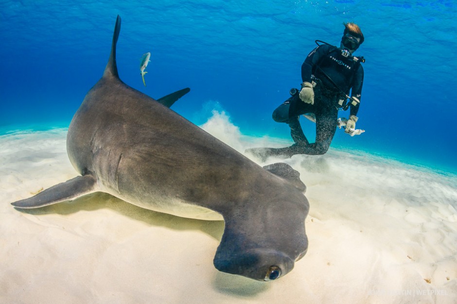 Beto Barbosa, the Brazilian master-baiter, acted as ring master in what was to become a great hammerhead circus. Note, the shark has no interest in the bait he holds in his hand because it is accustomed to searching for its dinner under the sand.