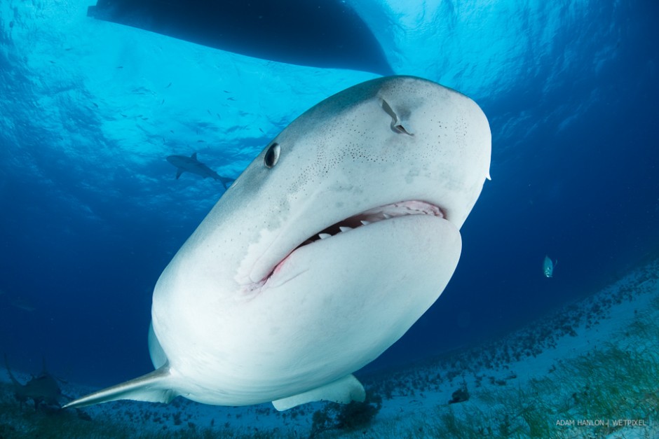 Wetpixel Tiger Sharks (Image by Adam Hanlon)