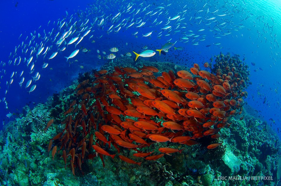 Eric Madera: Coral Triangle.