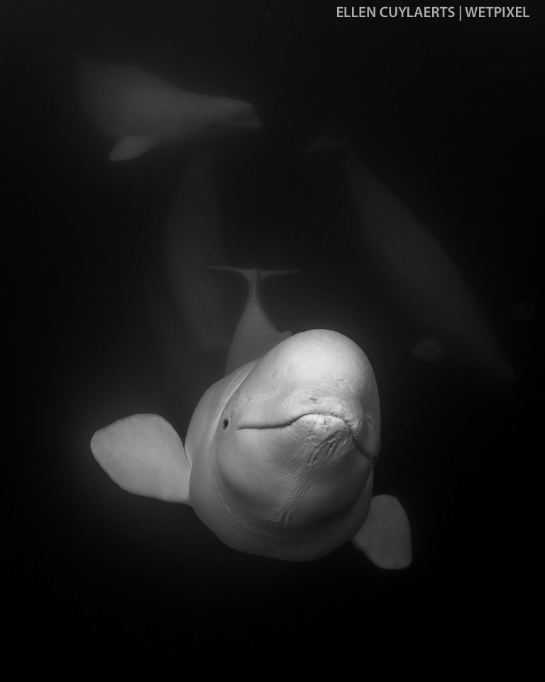 Ellen Cuylaerts: Belugas in the Wild