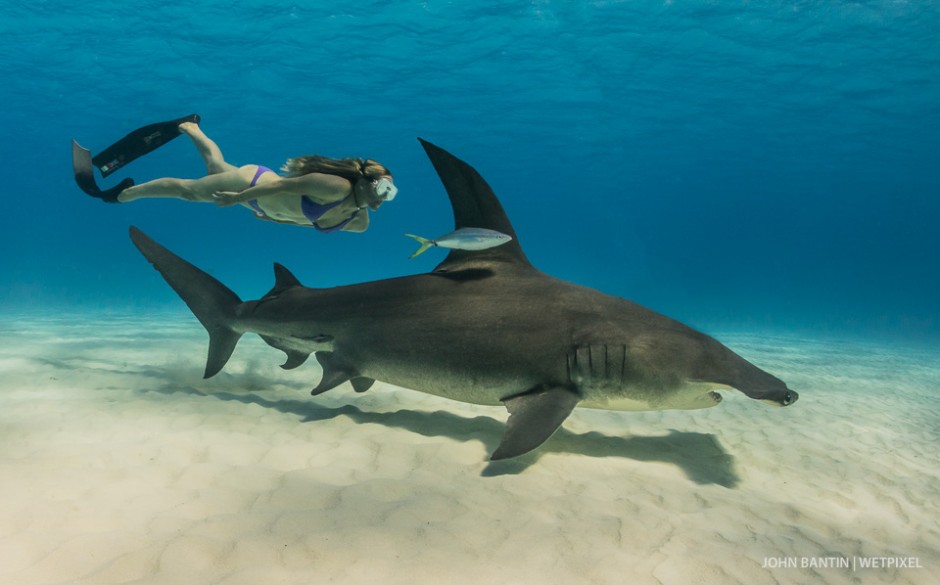 John Bantin: Bimini Hammerheads.