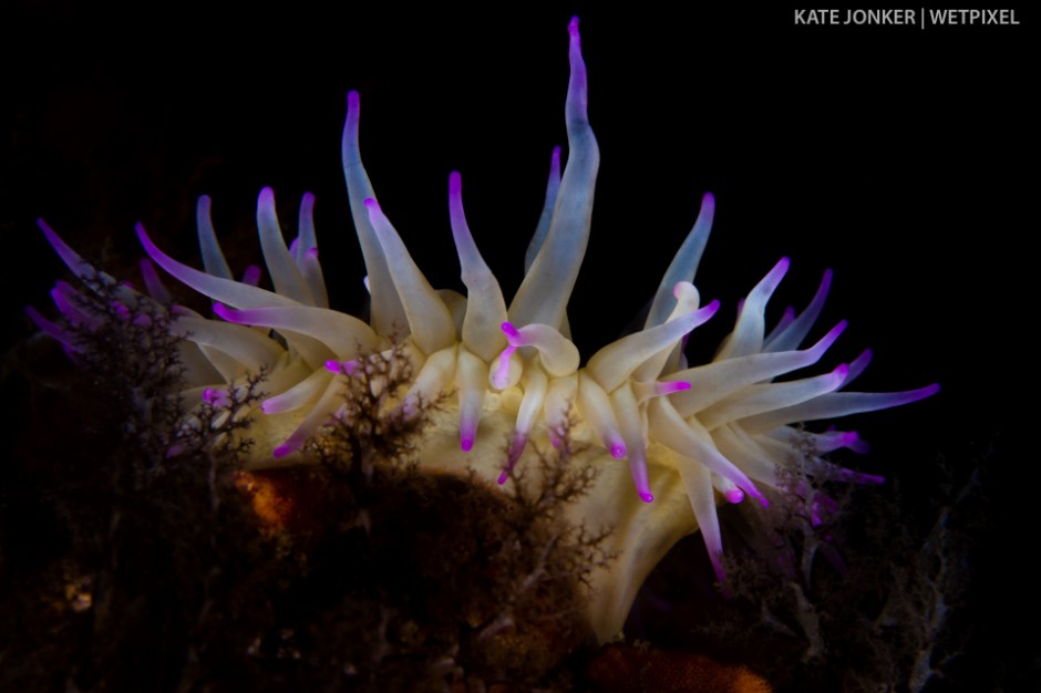 This false plum anemone (*Pseudactinia flagellifera*) sits on the top of a pinnacle at Noble Reef in Gordon's Bay, waiting for the next morsel of food to come its way.