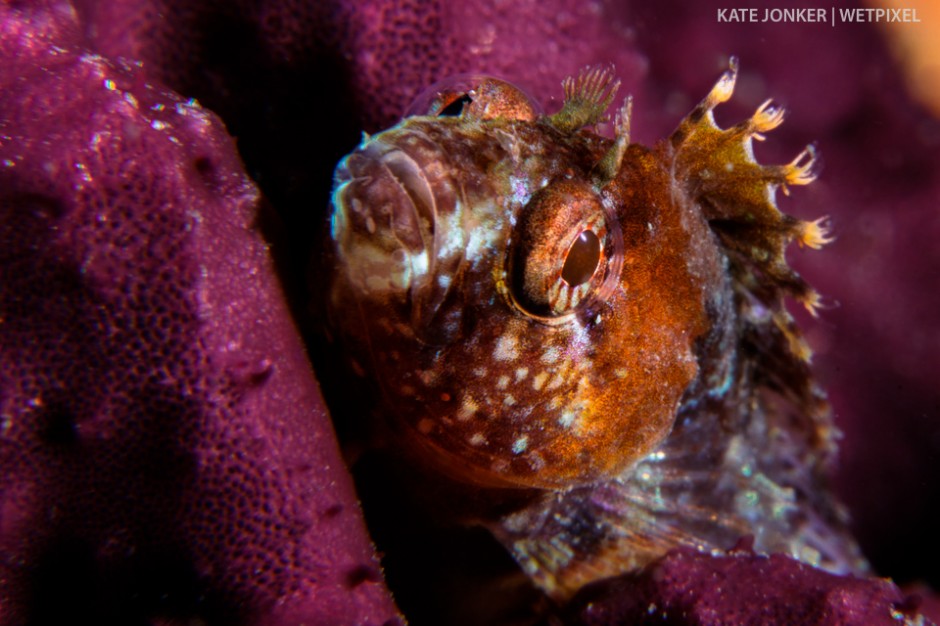 This tiny Chinese klipfish (*Clinus nematopterus*) hides in the folds of a beautiful maroon sponge at Stone Dog dive site in Gordon's Bay, waiting patiently to grow up!