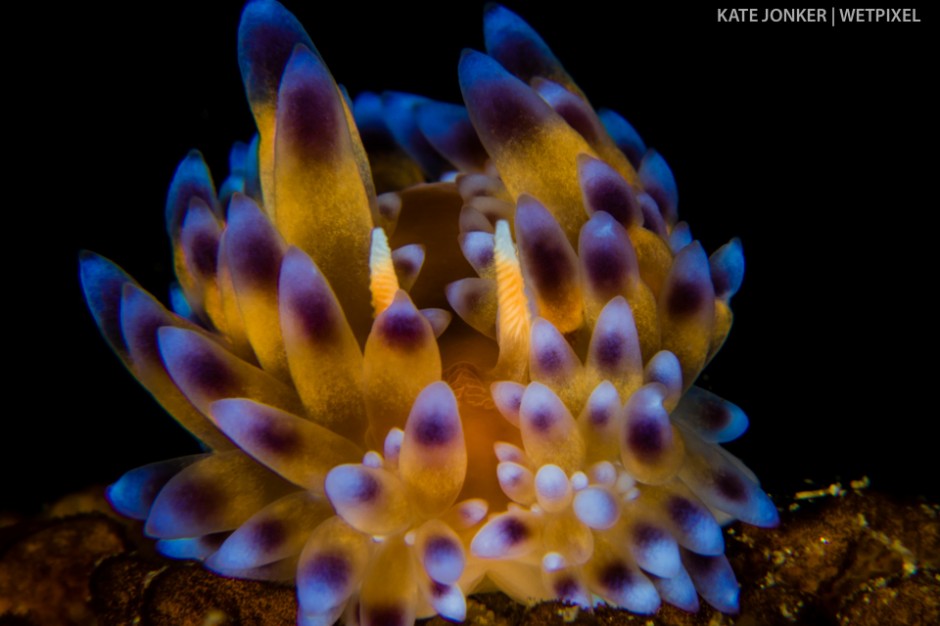 This tiny gas flame nudibranch (*Bonisa nakaza*) was perched on top of a small rock at Pinnacle dive site in Gordon's Bay.