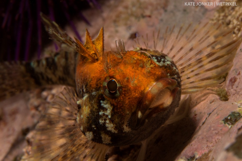 A Cape triple fin (*Cremnochorites capensis*) rests on a rock at Blousteen, Gordon's Bay