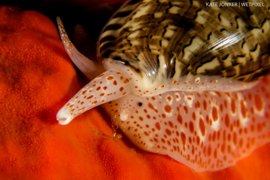 A pinch-lipped marginella (*Marginella rosea*) moves across an orange sponge in search of its next meal, which it will attach to its foot and drag it around as a living larder until required.