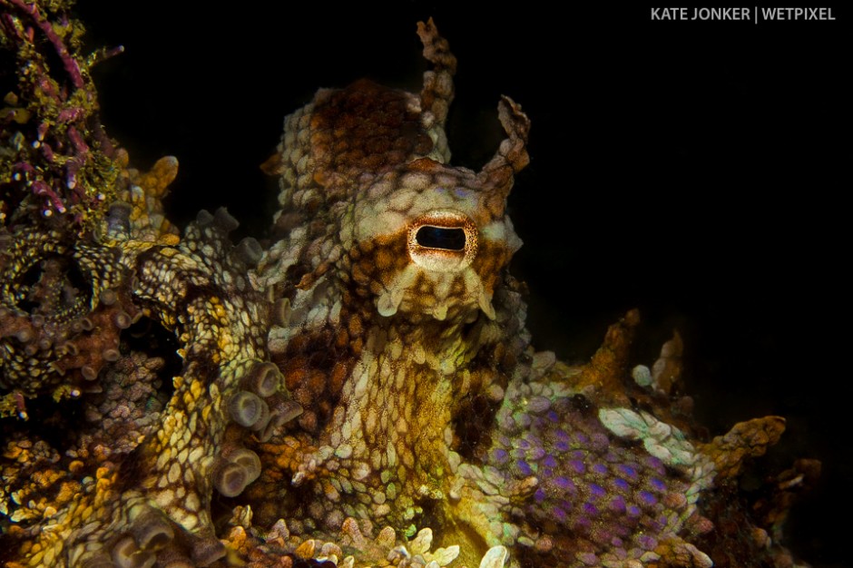 A common octopus (*Octopus vulgaris*) at Blousteen in Gordon's Bay; using its camouflage to hide on a rock covered with pink and green sponge.