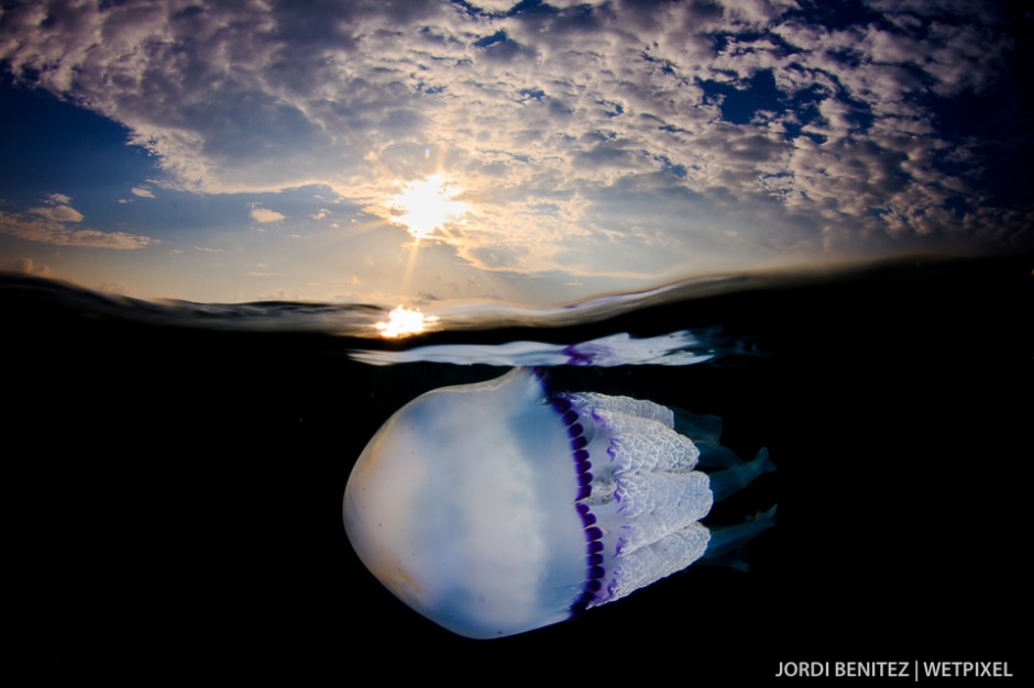 Barrel or frilly-mouthed jellyfish (*Rhizostoma pulmo*) from Calafell, Catalunya, Spain.