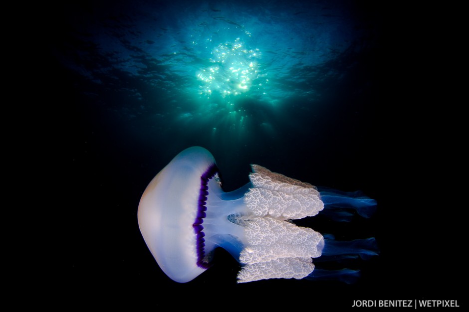 Barrel or frilly-mouthed jellyfish (*Rhizostoma pulmo*) from Calafell, Catalunya, Spain.