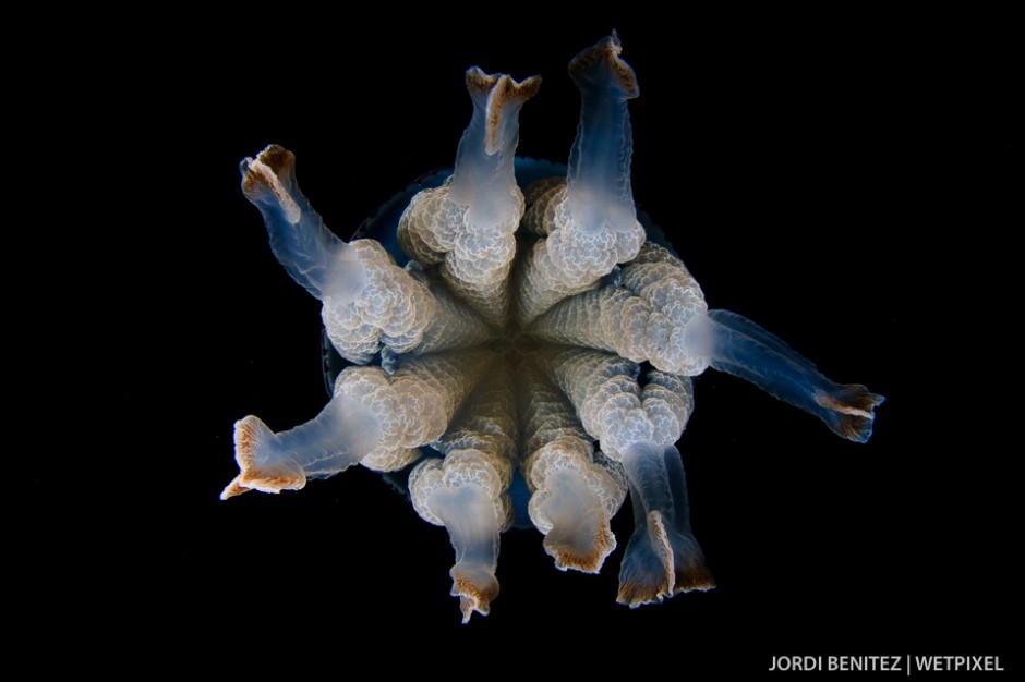 Barrel or frilly-mouthed jellyfish (*Rhizostoma pulmo*) from Calafell, Catalunya, Spain.