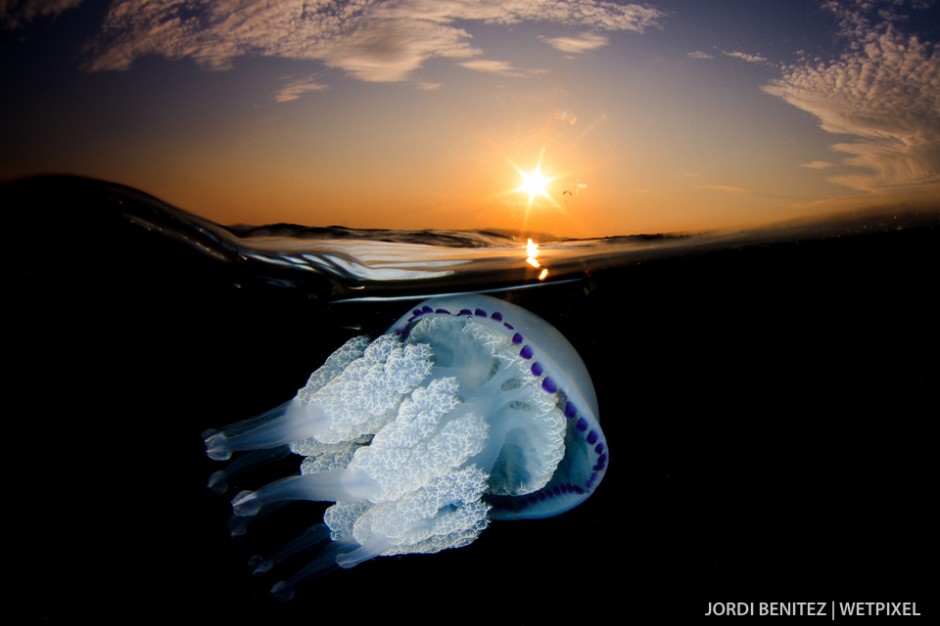 Barrel or frilly-mouthed jellyfish (*Rhizostoma pulmo*) from Calafell, Catalunya, Spain.