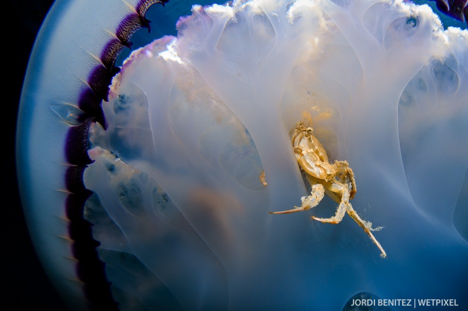 Barrel or frilly-mouthed jellyfish (*Rhizostoma pulmo*) from Calafell, Catalunya, Spain.