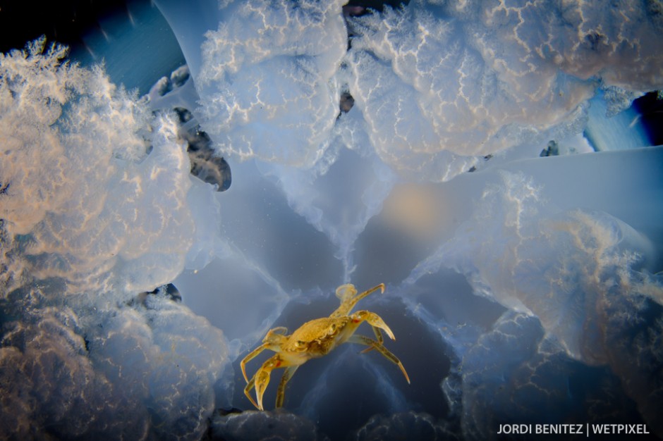 Barrel or frilly-mouthed jellyfish (*Rhizostoma pulmo*) from Calafell, Catalunya, Spain.