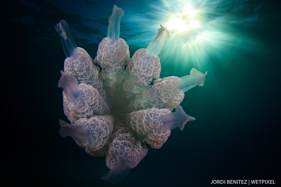 Barrel or frilly-mouthed jellyfish (*Rhizostoma pulmo*) from Calafell, Catalunya, Spain.