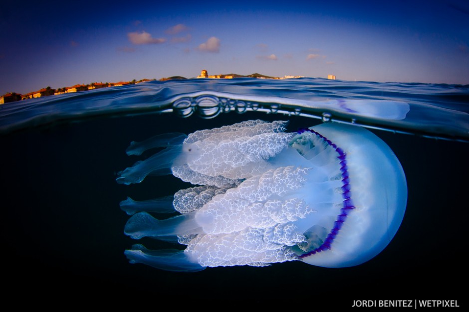 Barrel or frilly-mouthed jellyfish (*Rhizostoma pulmo*) from Calafell, Catalunya, Spain.