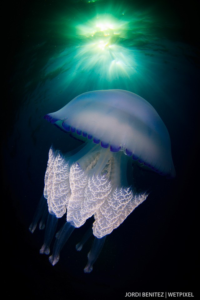 Barrel or frilly-mouthed jellyfish (*Rhizostoma pulmo*) from Calafell, Catalunya, Spain.