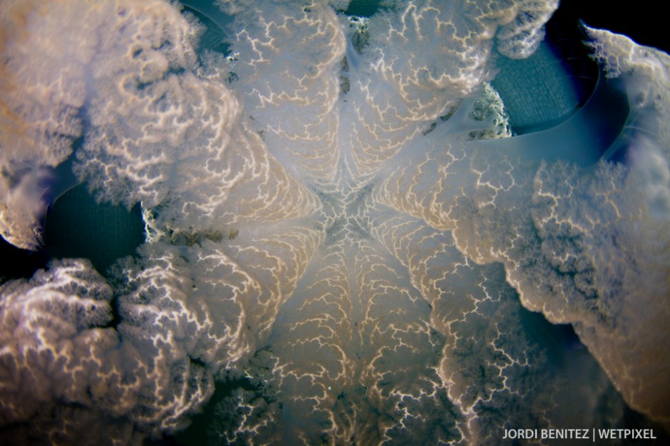 Barrel or frilly-mouthed jellyfish (*Rhizostoma pulmo*) from Calafell, Catalunya, Spain.