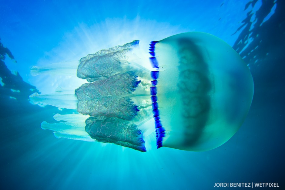 Barrel or frilly-mouthed jellyfish (*Rhizostoma pulmo*) from Calafell, Catalunya, Spain.