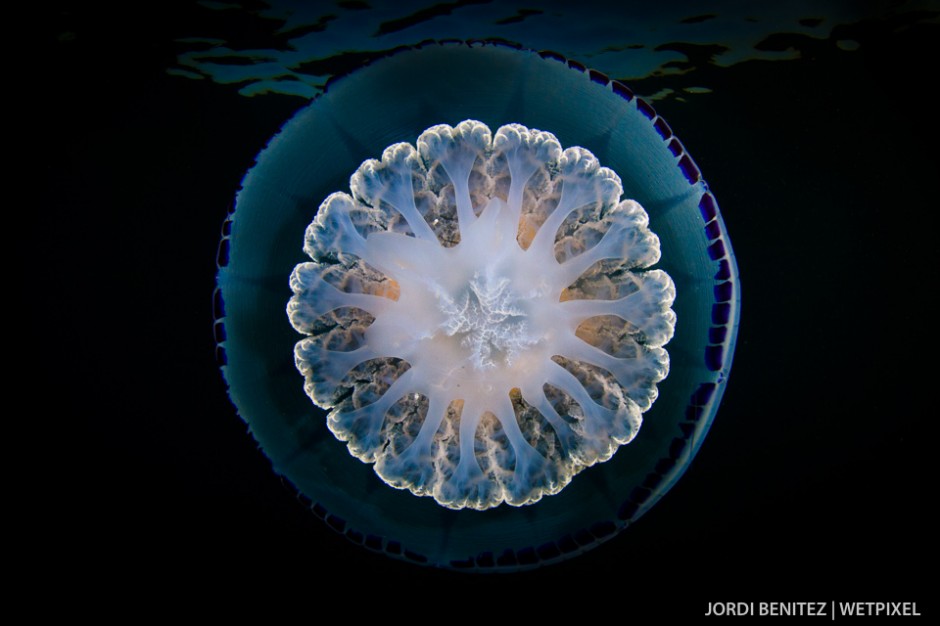 Barrel or frilly-mouthed jellyfish (*Rhizostoma pulmo*) from Calafell, Catalunya, Spain.