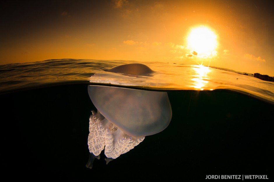 Barrel or frilly-mouthed jellyfish (*Rhizostoma pulmo*) from Calafell, Catalunya, Spain.