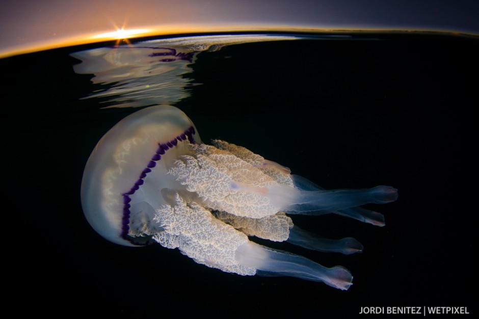 Barrel or frilly-mouthed jellyfish (*Rhizostoma pulmo*) from Calafell, Catalunya, Spain.