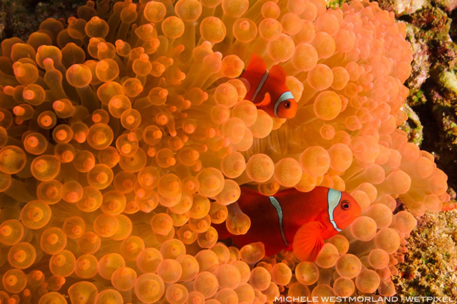 Spinecheek anemonefish (Premnus biaculeatus) on flourescent anemone.  Lindenhaven, Southcoast New Britain, Papua New Guinea