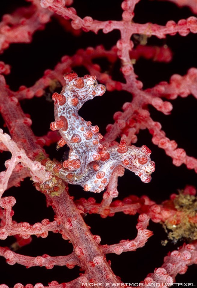 Pigmy Seahorse (Hippocampus bargibanti) - Kimbe Bay, Papua New Guinea