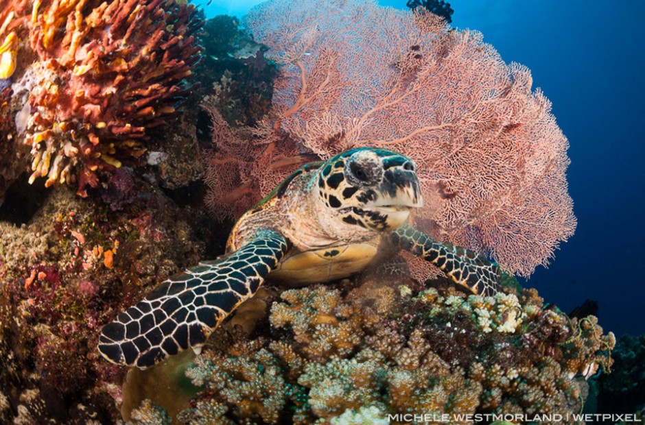 Hawksbill sea turtle (Eretmochelys imbricata) is a critically endangered species belonging to the family Cheloniidae.  It is the only extant species in the genus Eretmochelys.  The Father's Area of West New Britain, Papua New Guinea.