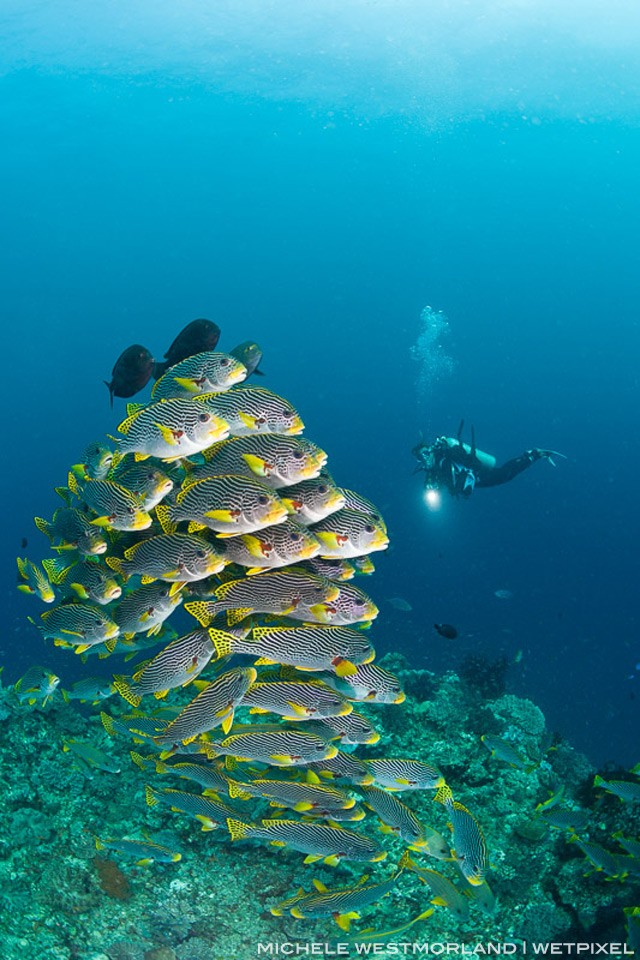 Diagonal-banded Sweetlips ( Plectorhinchus lineatus)  Suzie's Bommie, Bootless Bay near Loloata Resort in Papua New Guinea