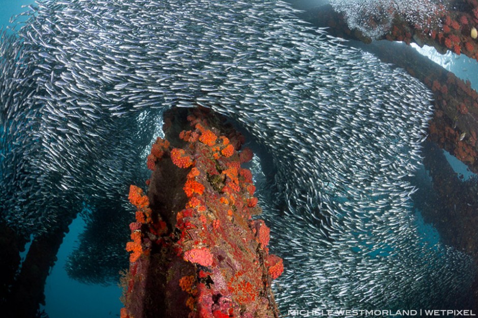 Samarai Wharf with an abundance of marinelife.  Schools of silversides and sponge/coral covered piers.