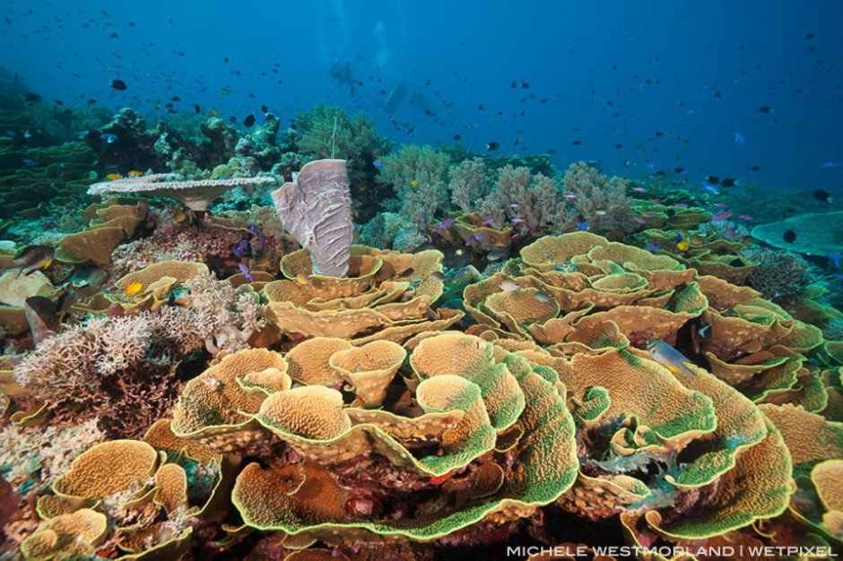 Healthy cabbage coral (Turbinaria reniformis) formation surrounded by basslets, damsels and other tropical reef fish. other variety of corals and sponges. Tufi, Papua New Guinea