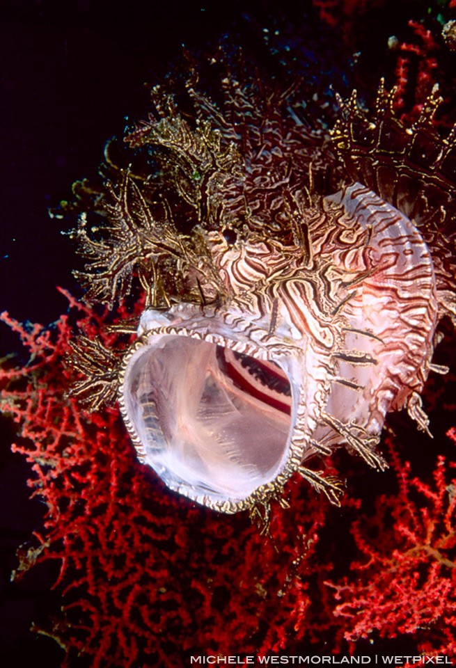 Rhinopias or weedy scorpionfish (Rhinopias aphanes) yawning.
Bootless Bay, Papua New Guinea