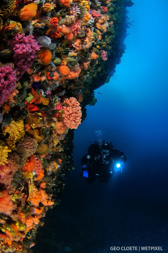 Typical of reef scenes in Cape Town, gaint granite boulders densily covered with colourful life.