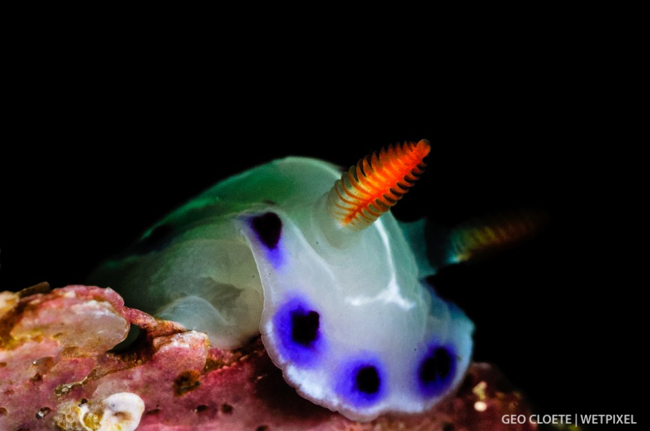 Cape Dorid (*Hypselodoris capensis*).