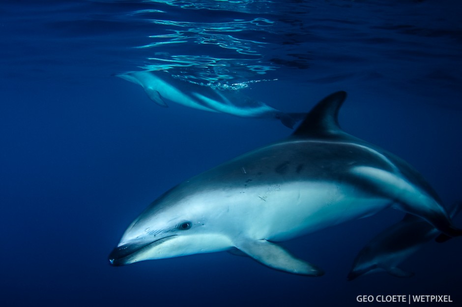 Dusky Dolphins (*Lagenorhynchus obscurus*) coming to say hello.