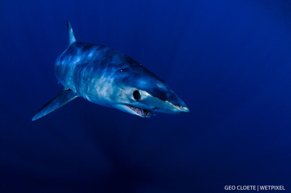 Shortfin Mako (*Isurus oxyrinchus*).