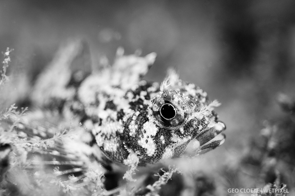 Speckled Klipfish (*Clinus venustris*).