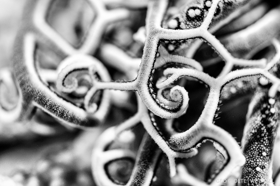 Basket Star (*Astrocladus euryale*) detail.