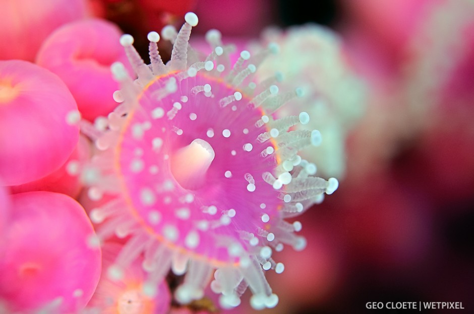 Strawberry Anemone (*Corynactis annulata*).