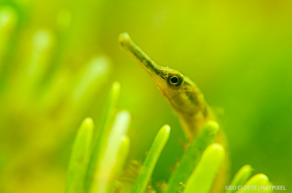 Longsnout Pipefish (*Syngnathus temminckii*).