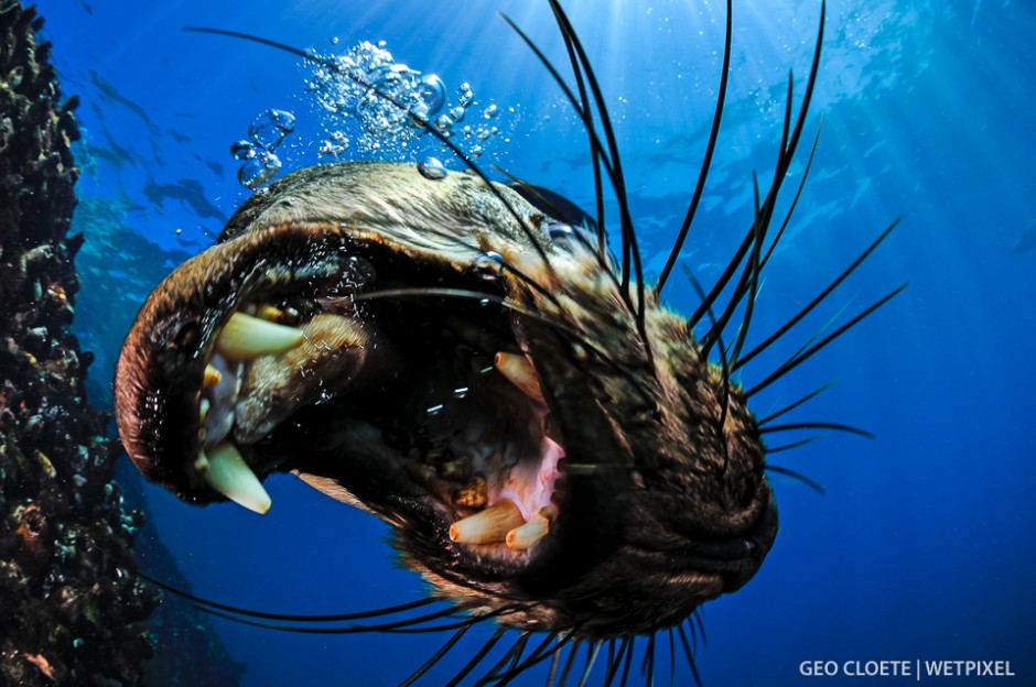 Cape Fur Seal (*Arctocephalus pusillus pusillus*).