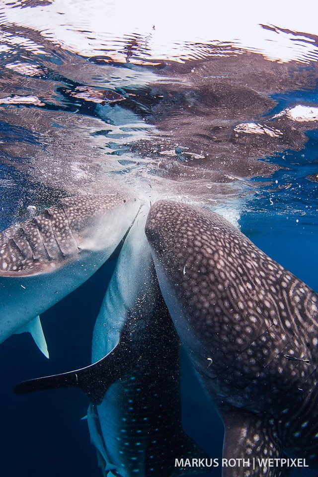 Whale shark threesome (*Rhincodon typus*) approaching a fisherman in Cenderawasih Bay