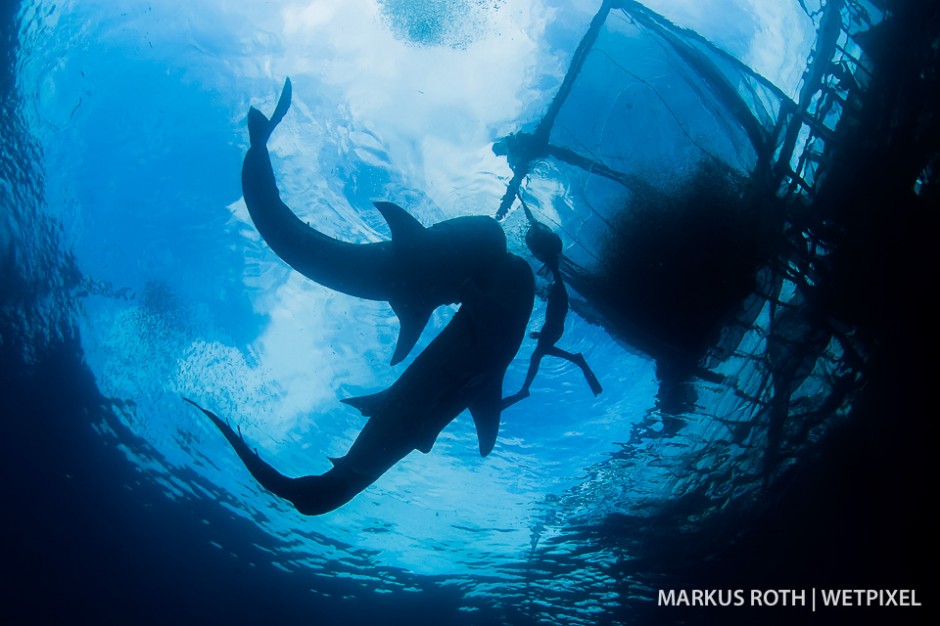 2 whale shark (*Rhincodon typus*) approaching a fisherman in Cenderawasih Bay.