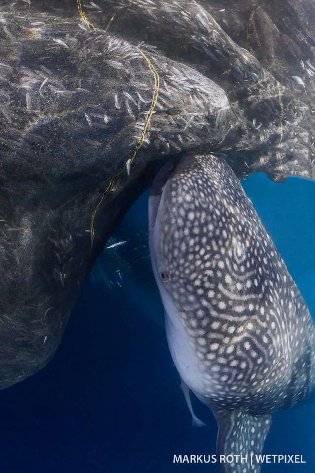 A whale shark (*Rhincodon typus*) approaching a fisherman's net at Bagan in Triton Bay.