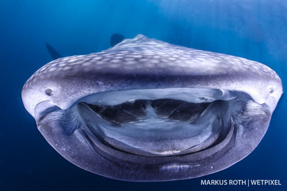 A whale shark (*Rhincodon typus*)is checking out his reflection in my dome port   in Triton Bay.