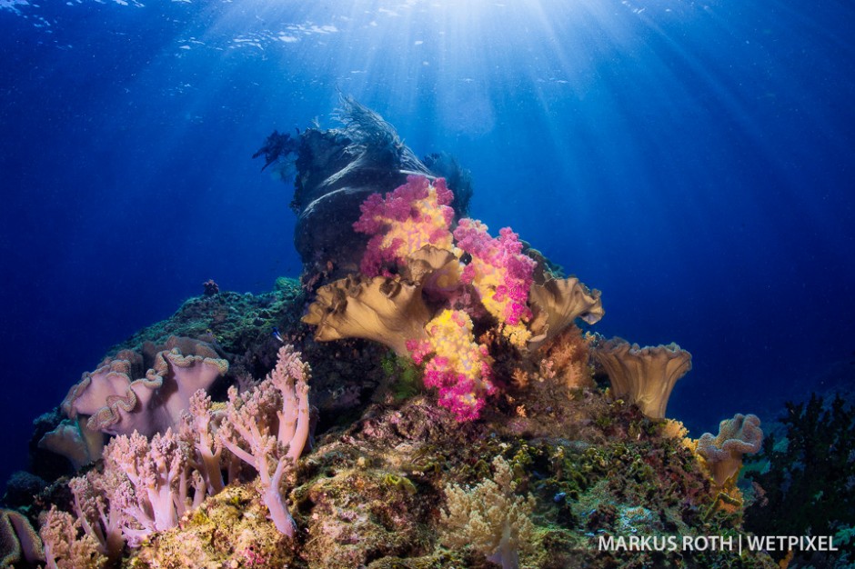 Beautiful reef scenery in Triton Bay.