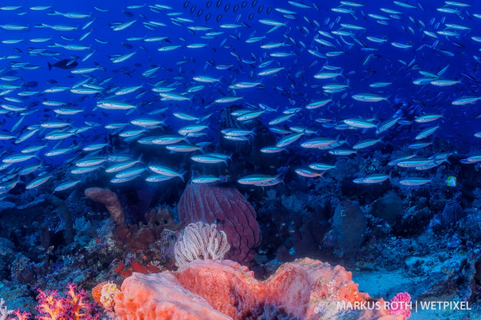 Beautiful reef scenery in Triton Bay.